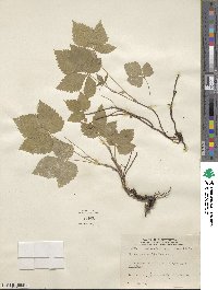 Rubus × paracaulis image