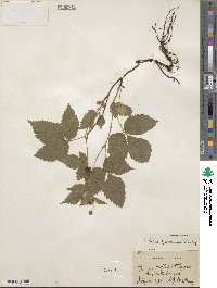 Rubus × paracaulis image