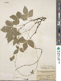 Rubus × paracaulis image