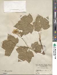 Rubus parviflorus image