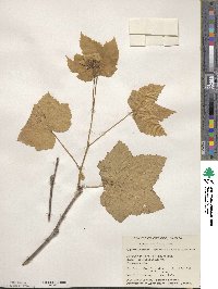 Rubus parviflorus image