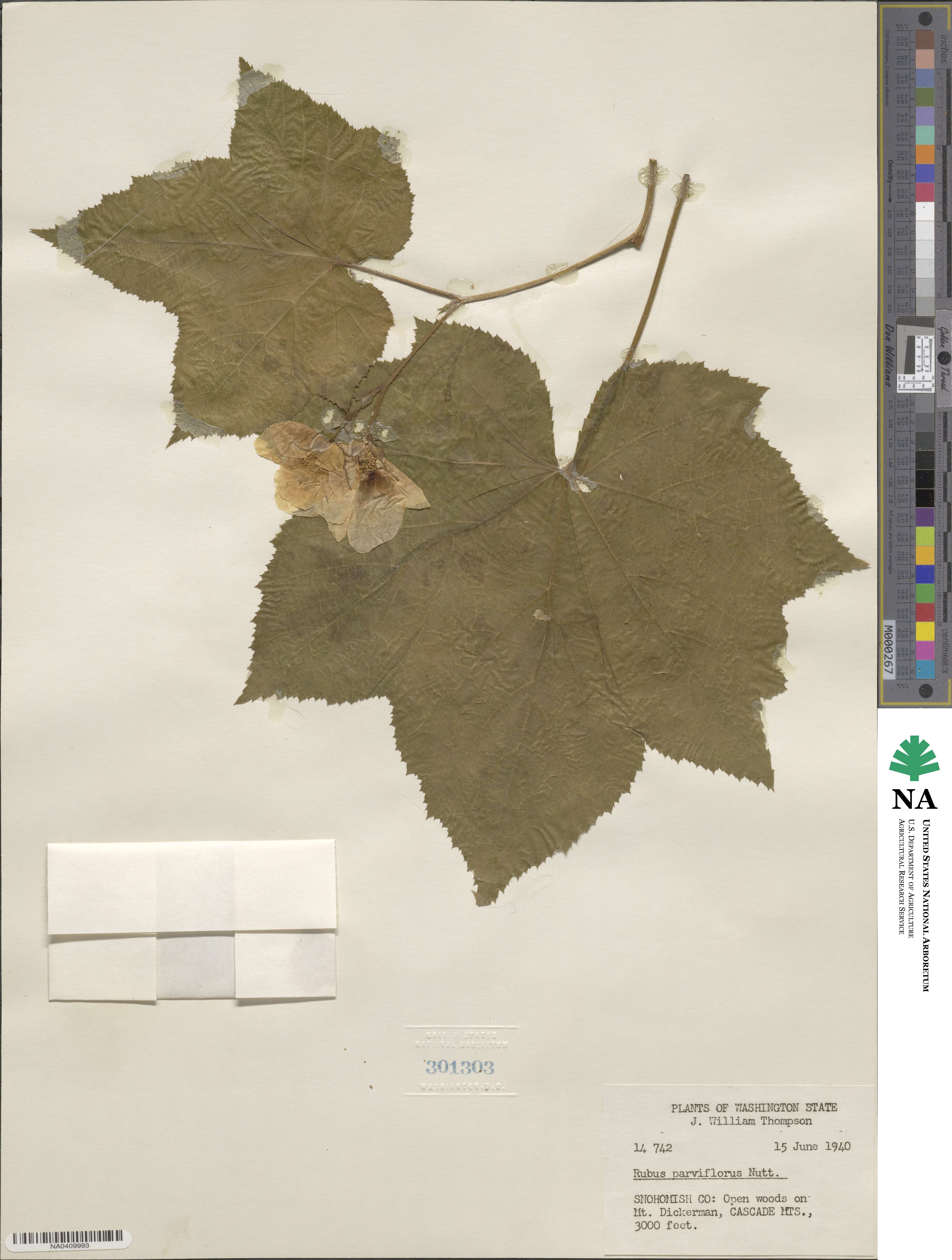 Rubus parviflorus image