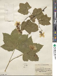 Rubus parviflorus image