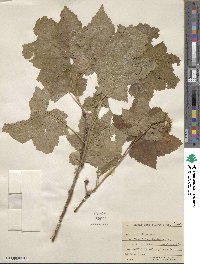 Rubus parviflorus image