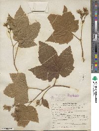 Image Associated With the Occurence