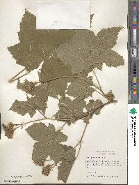 Rubus parviflorus image