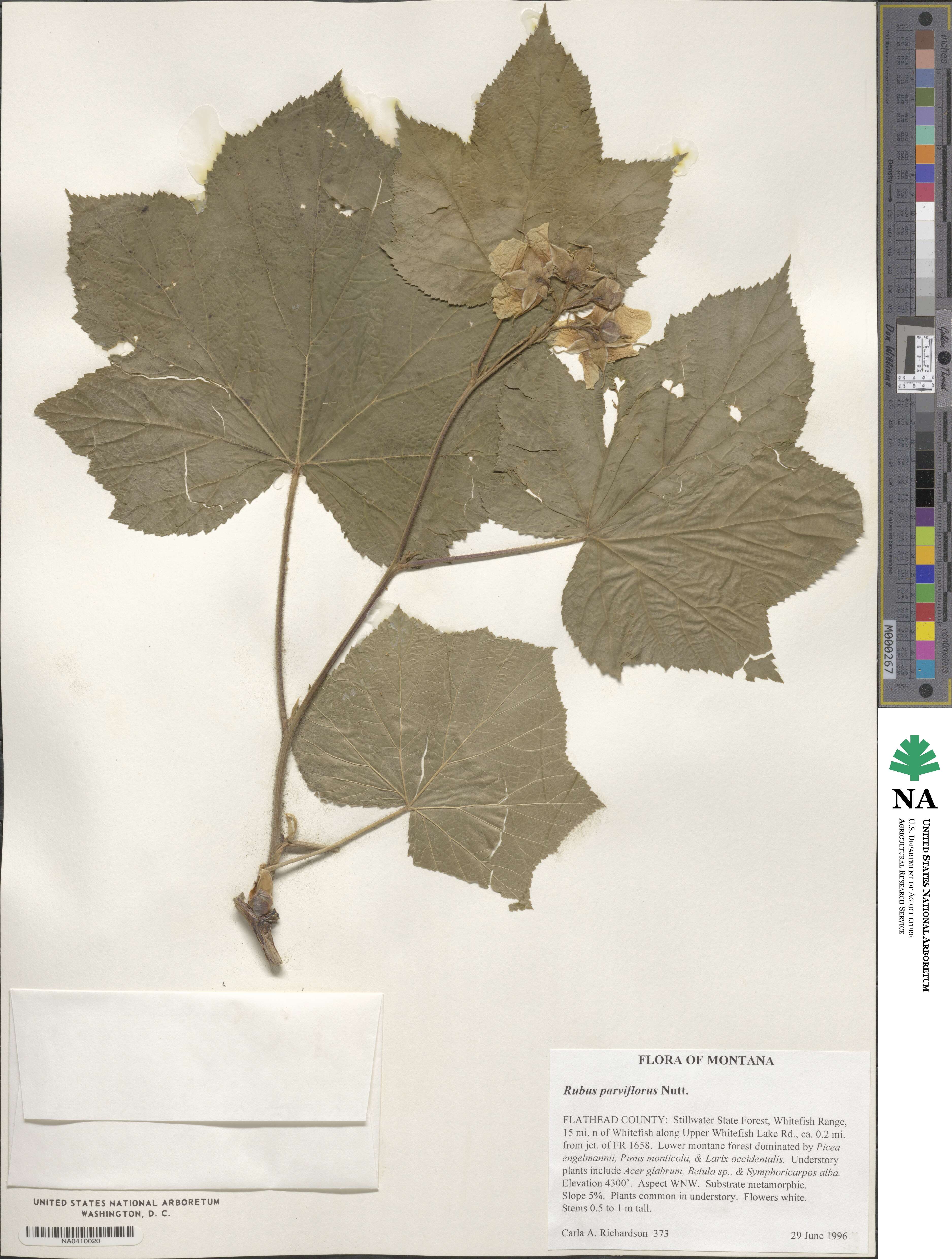Rubus parviflorus image