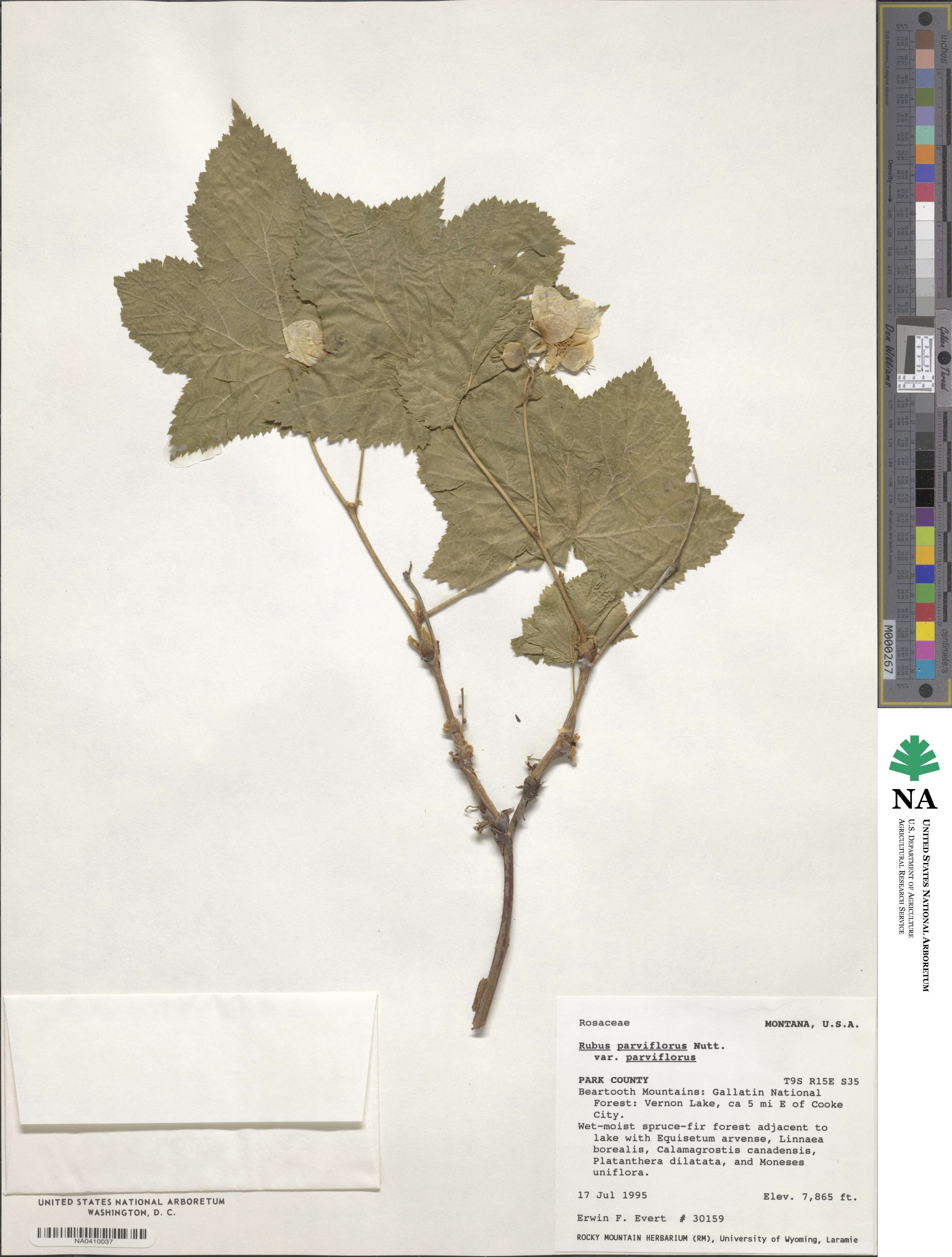 Rubus parviflorus var. parviflorus image