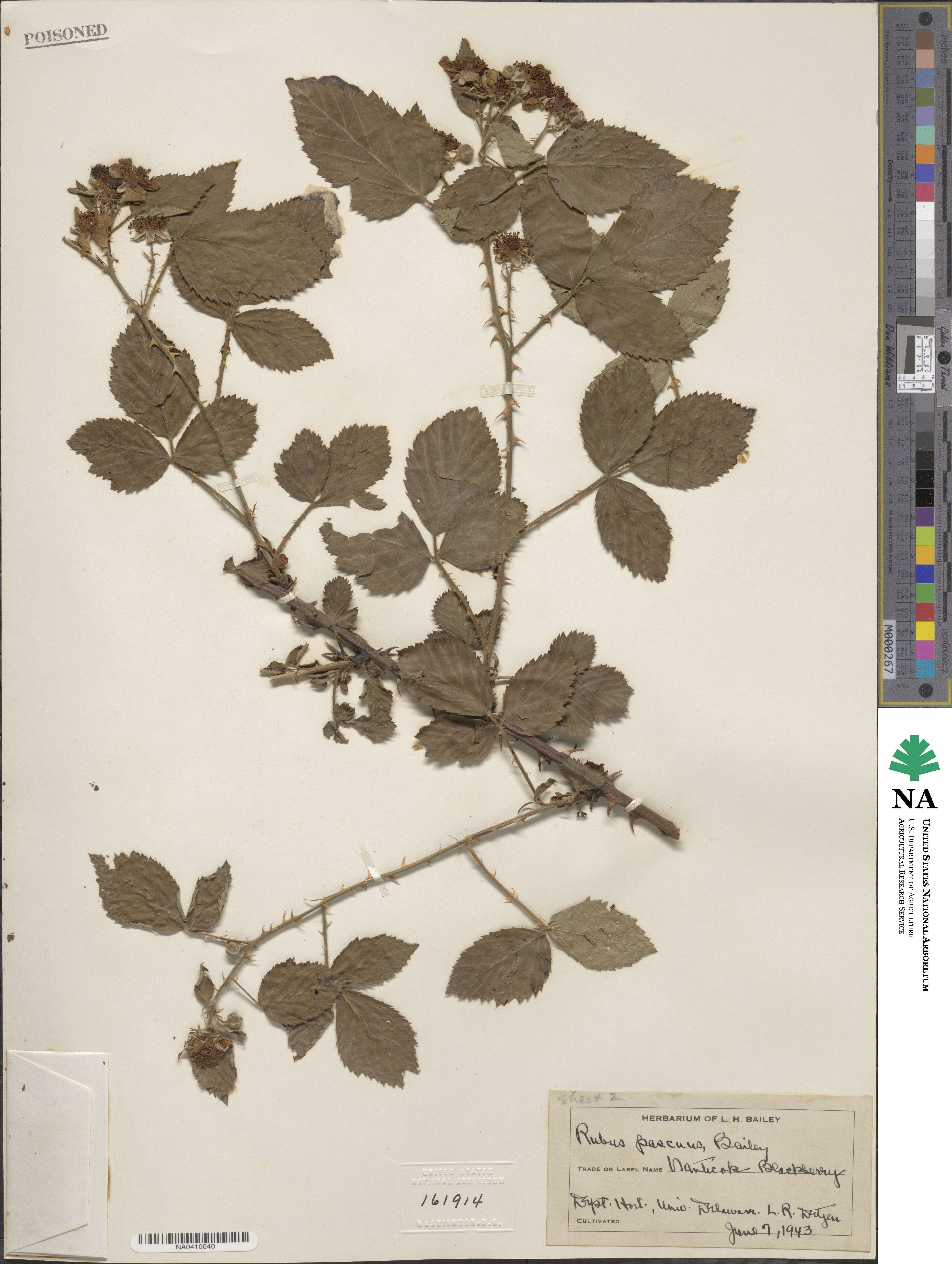 Rubus pascuus image