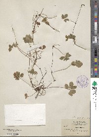 Rubus pedatus image