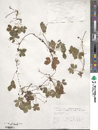 Rubus pedatus image