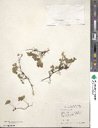 Rubus pedatus image