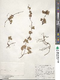 Rubus pedatus image