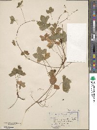 Rubus pedatus image