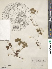 Rubus pedatus image