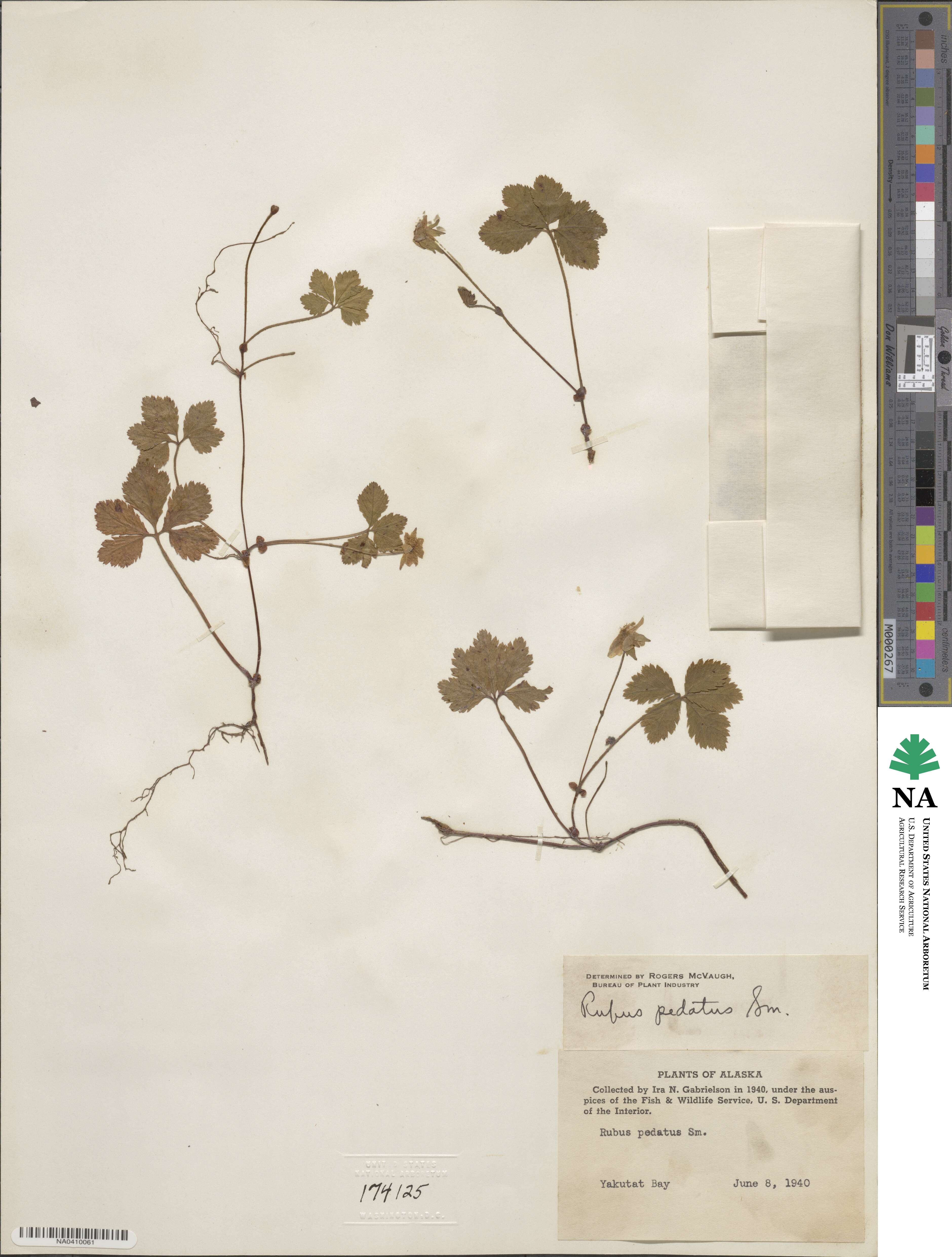 Rubus pedatus image