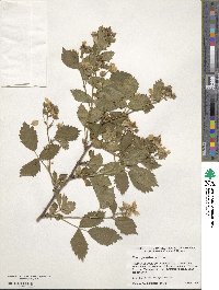 Rubus pensilvanicus image