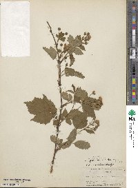 Rubus pensilvanicus image