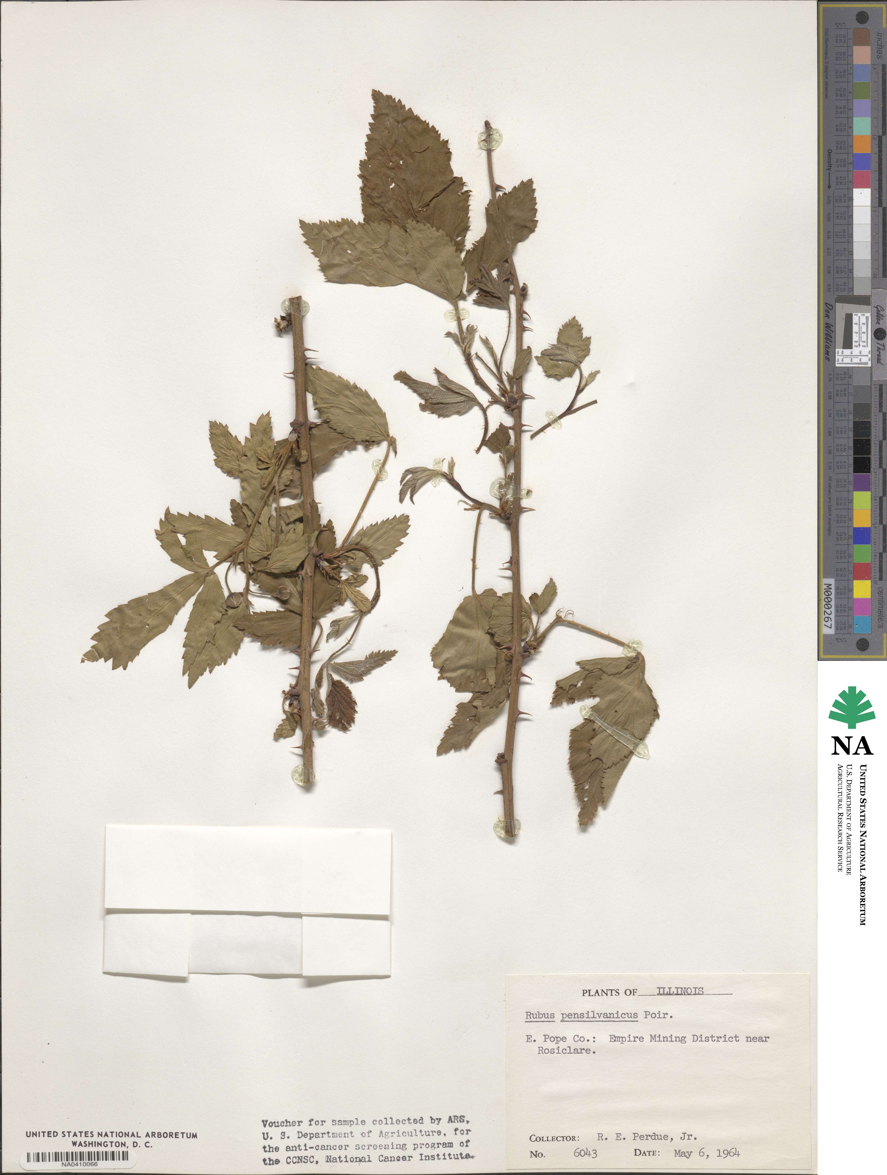Rubus pensilvanicus image