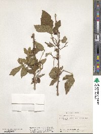 Rubus pensilvanicus image