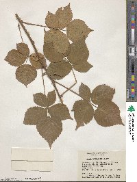 Rubus recurvans image