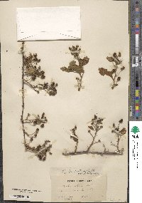 Rubus persistens image