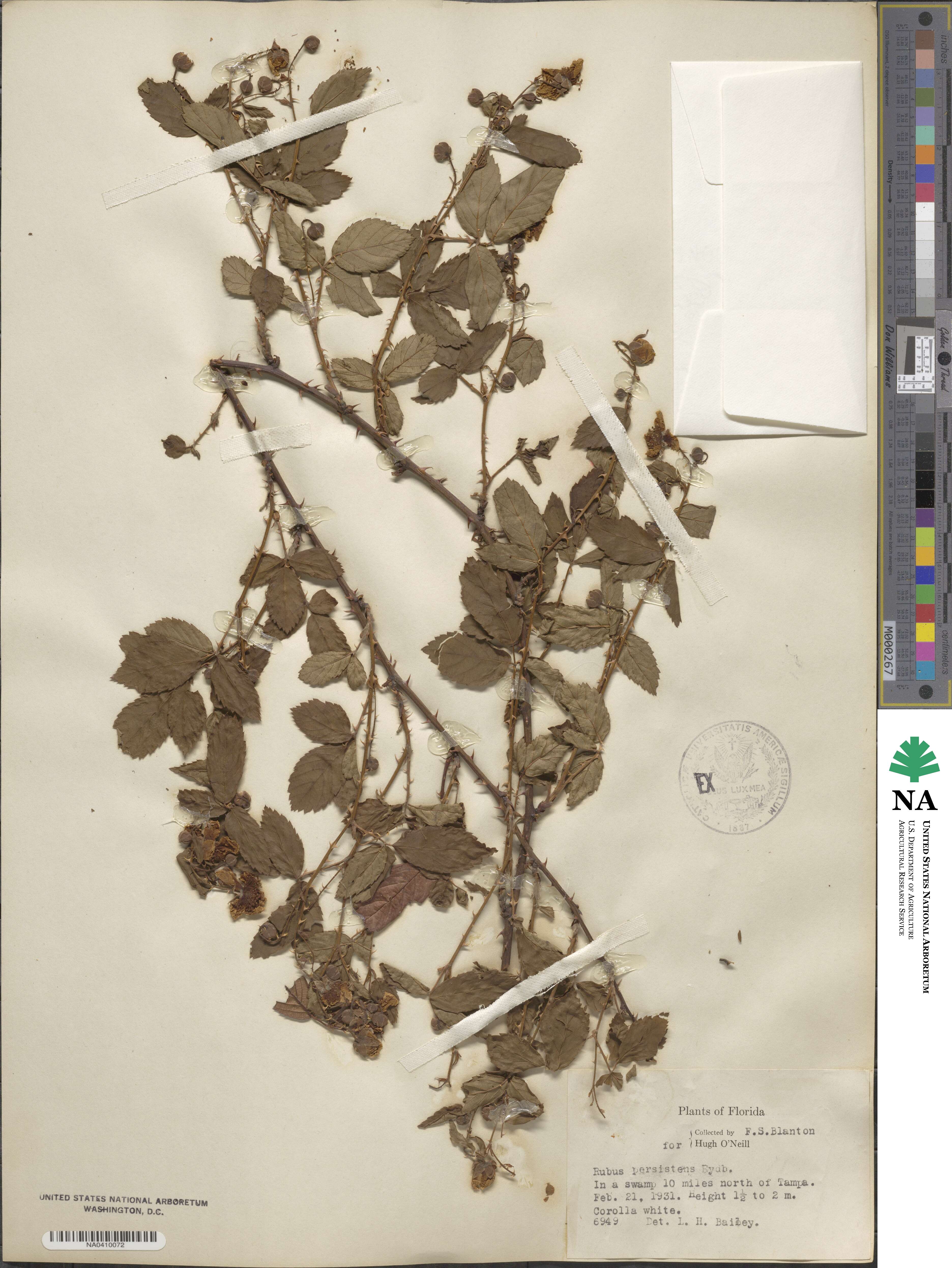 Rubus persistens image