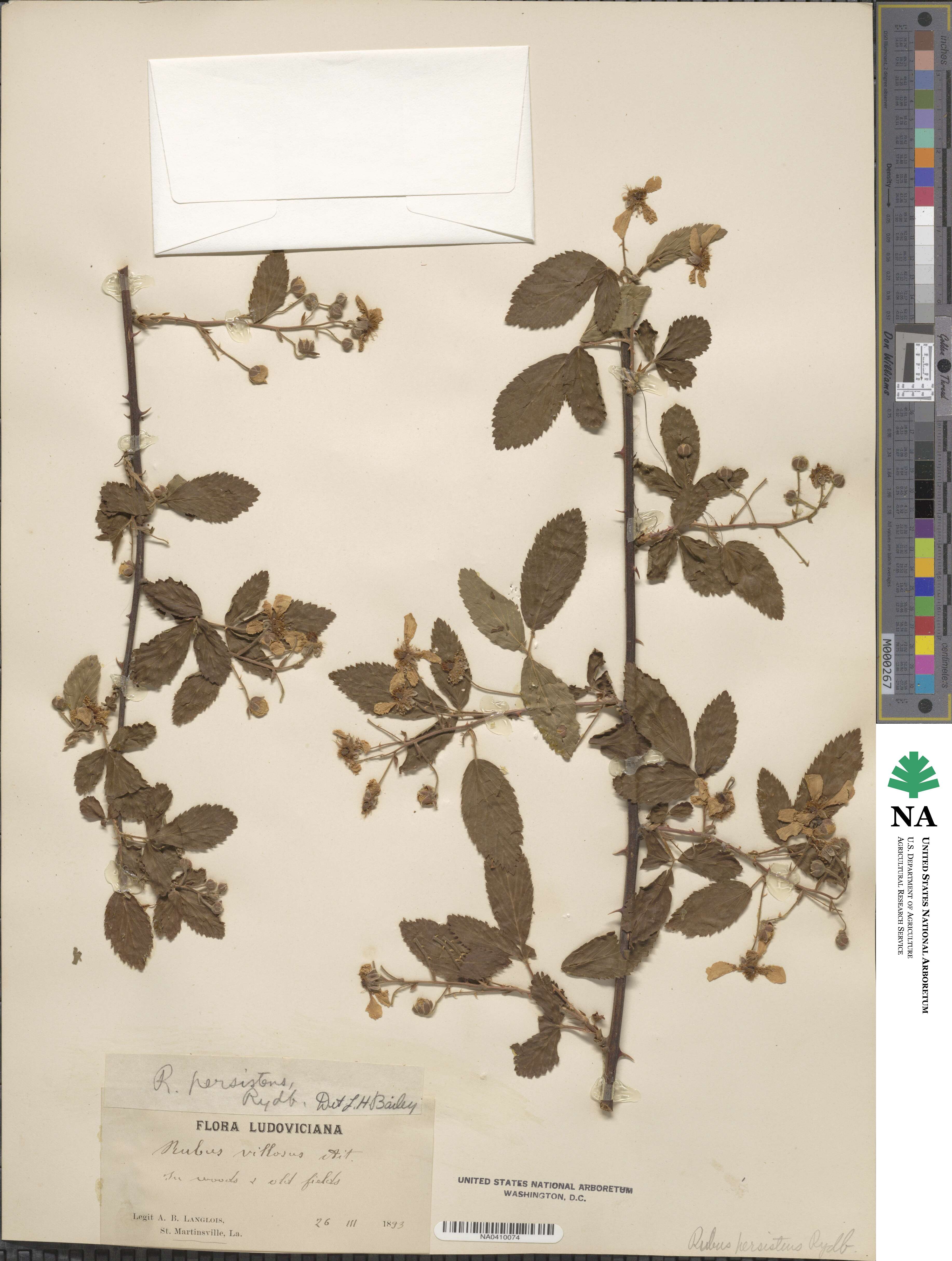 Rubus persistens image