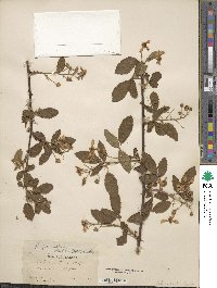 Rubus persistens image