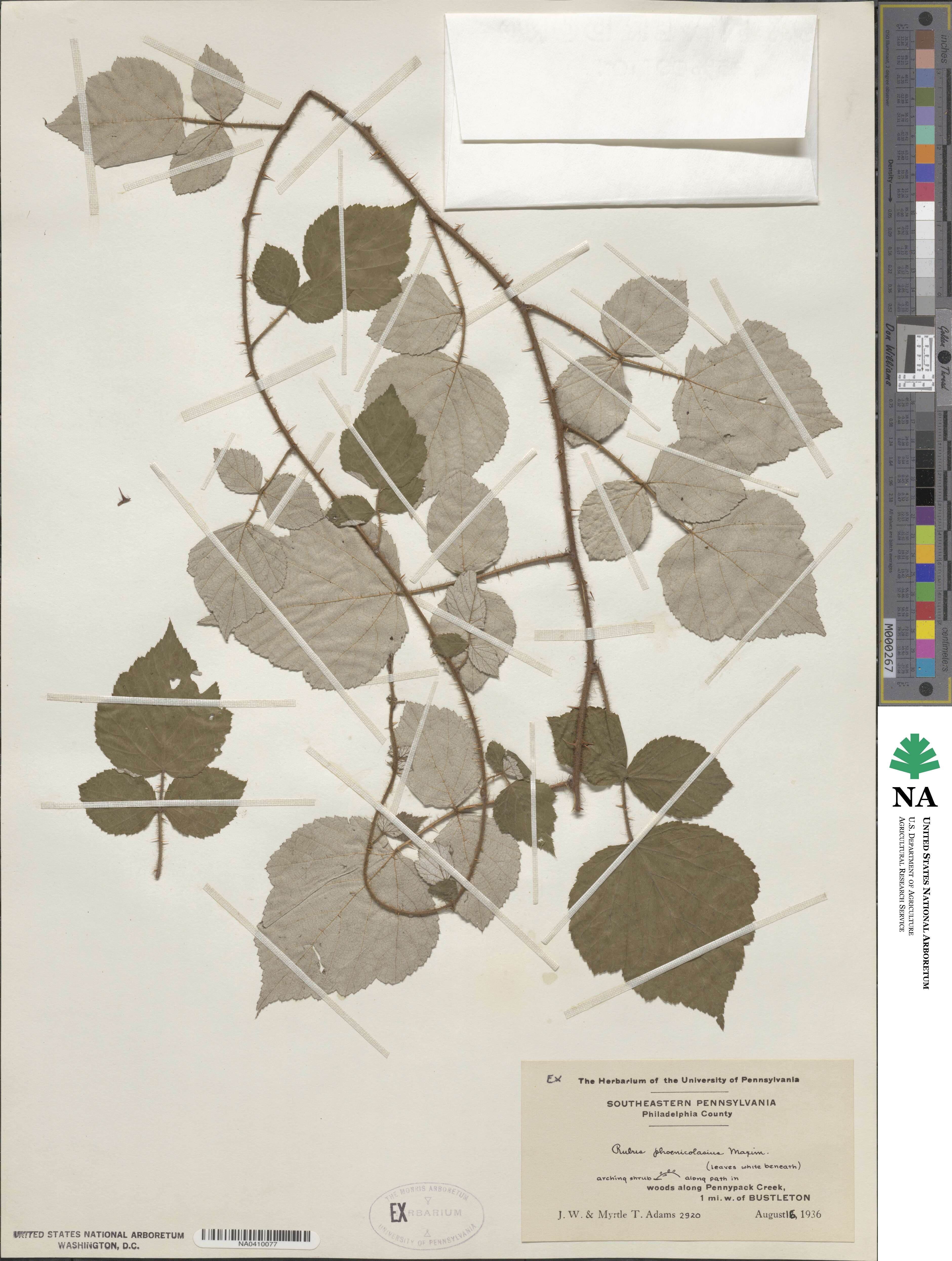 Rubus phoenicolasius image