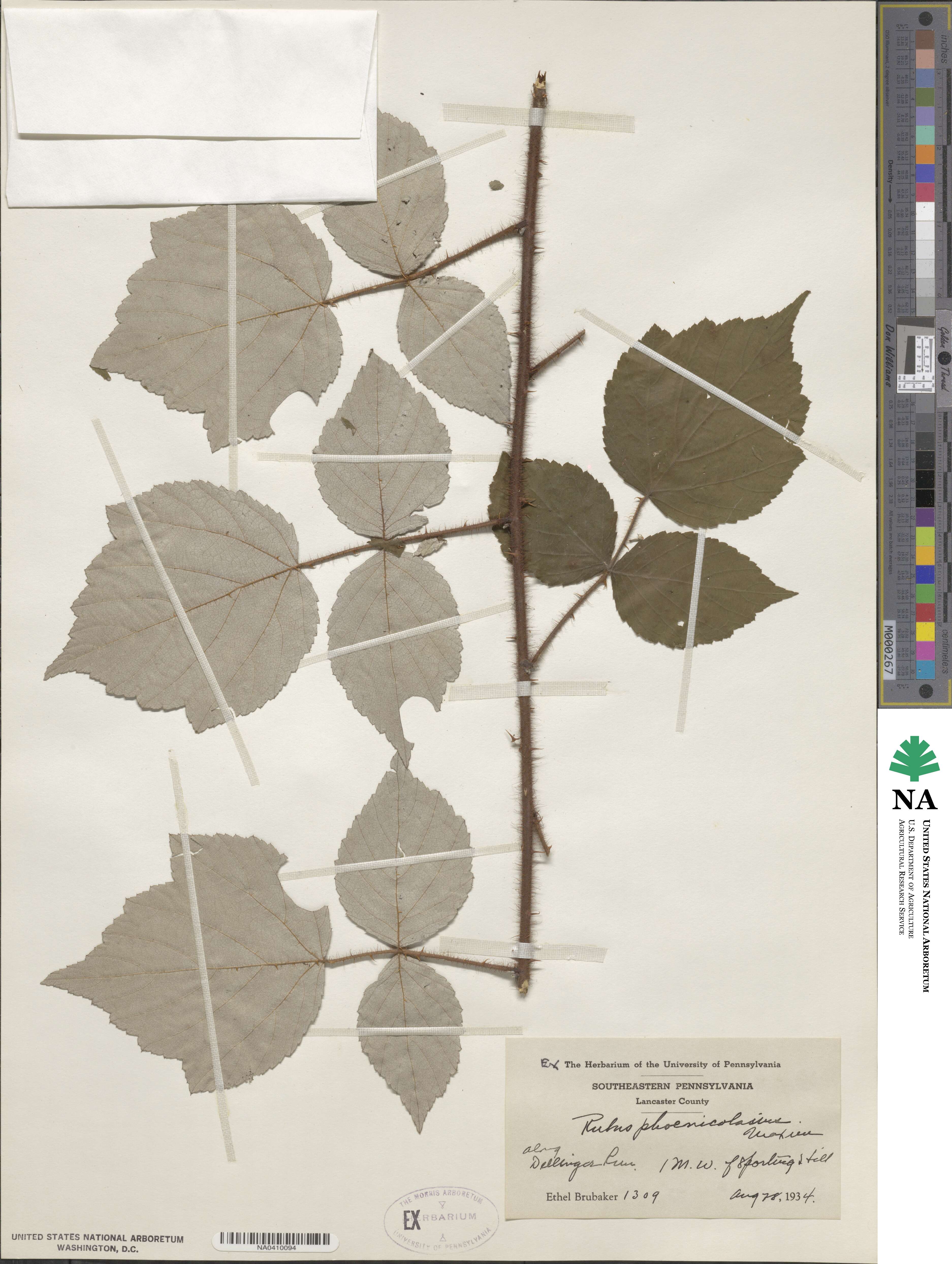 Rubus phoenicolasius image