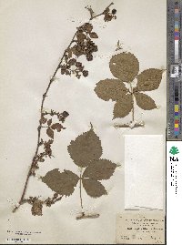 Rubus heterophyllus image