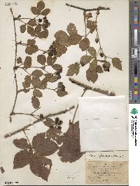 Rubus heterophyllus image