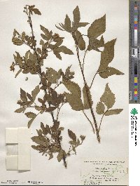 Rubus laudatus image