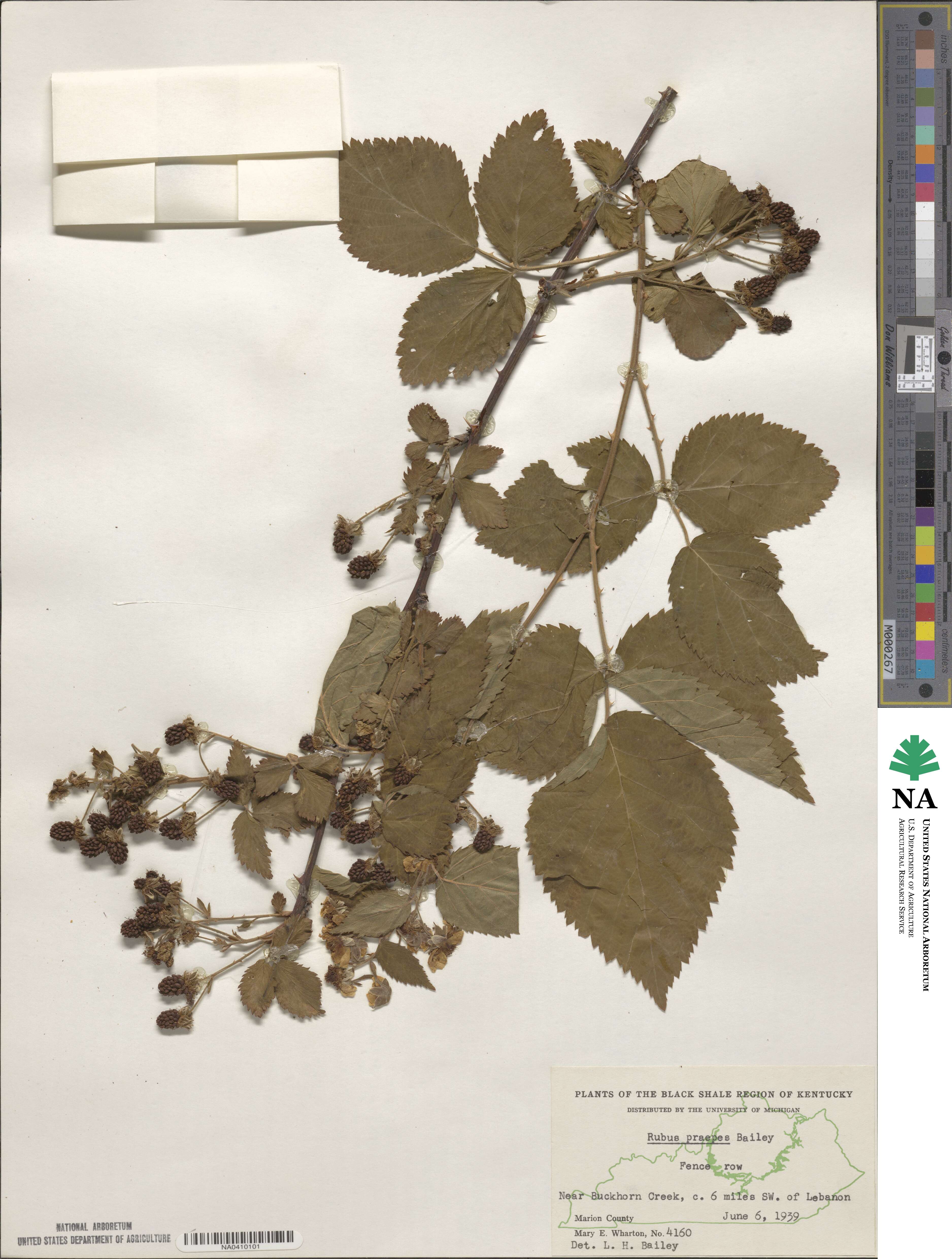 Rubus laudatus image