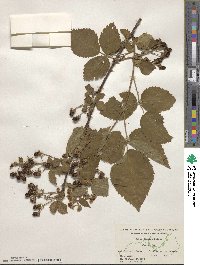 Rubus laudatus image