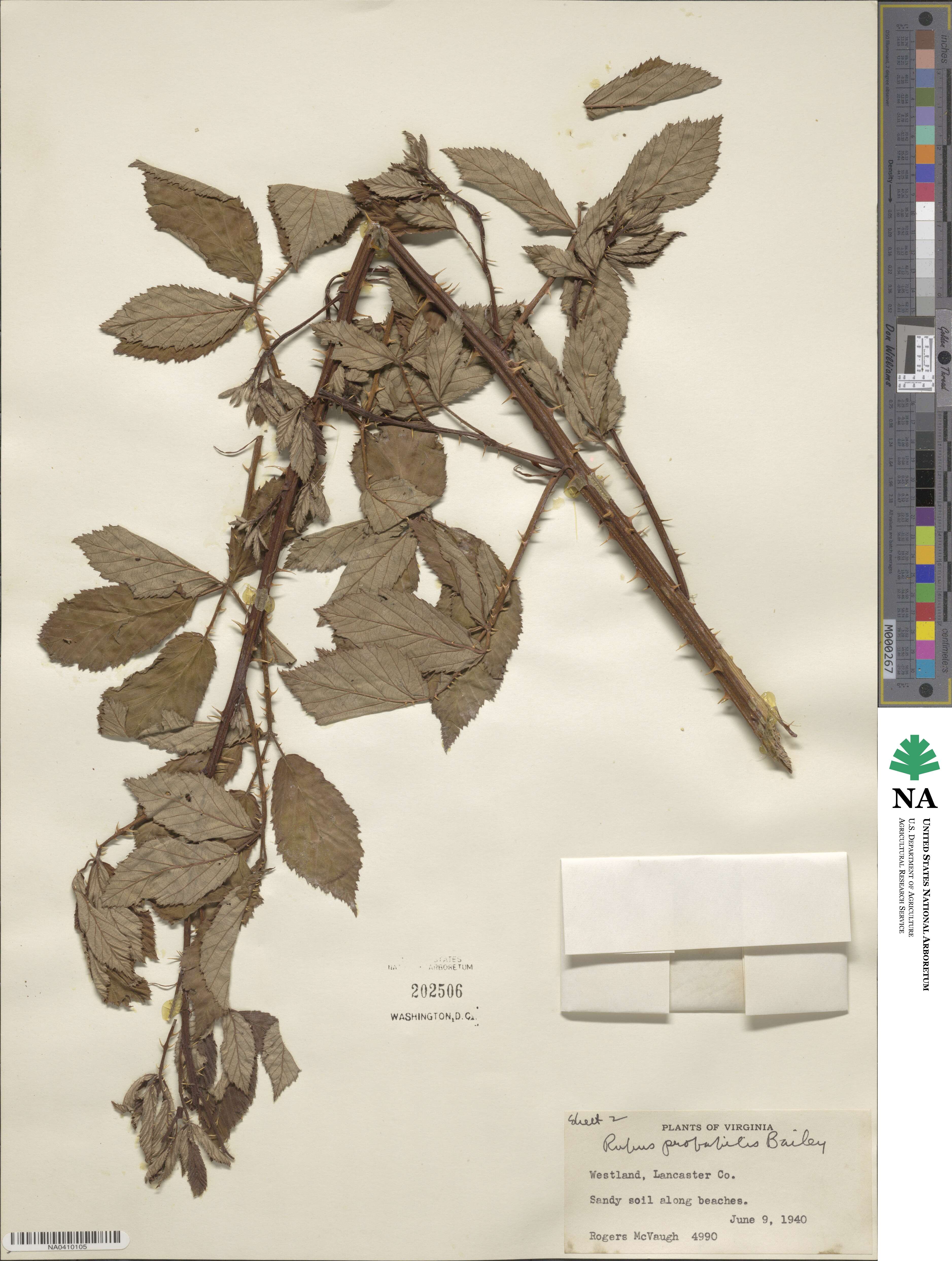 Rubus probabilis image