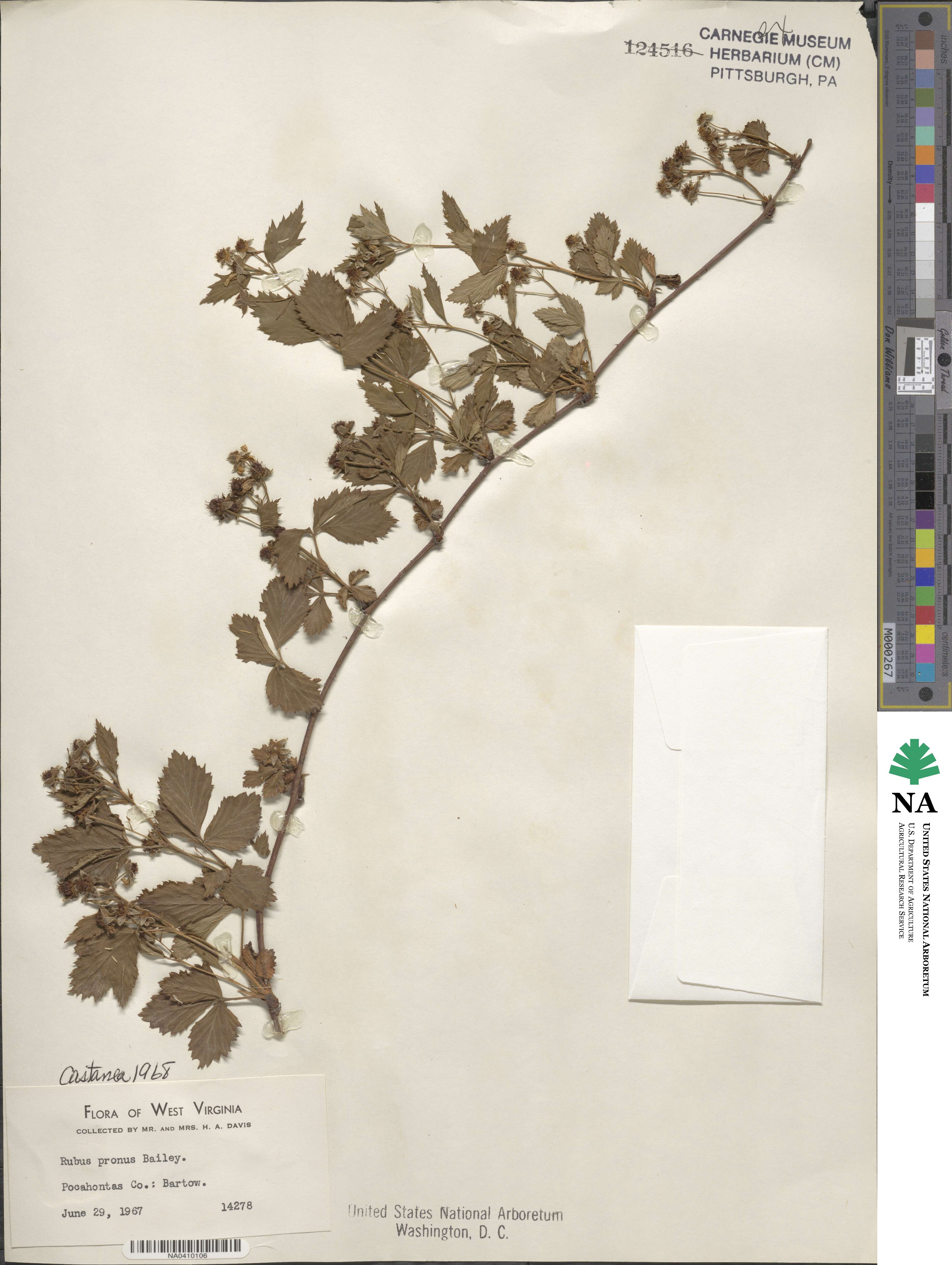 Rubus heterophyllus image