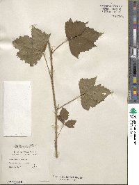 Rubus heterophyllus image