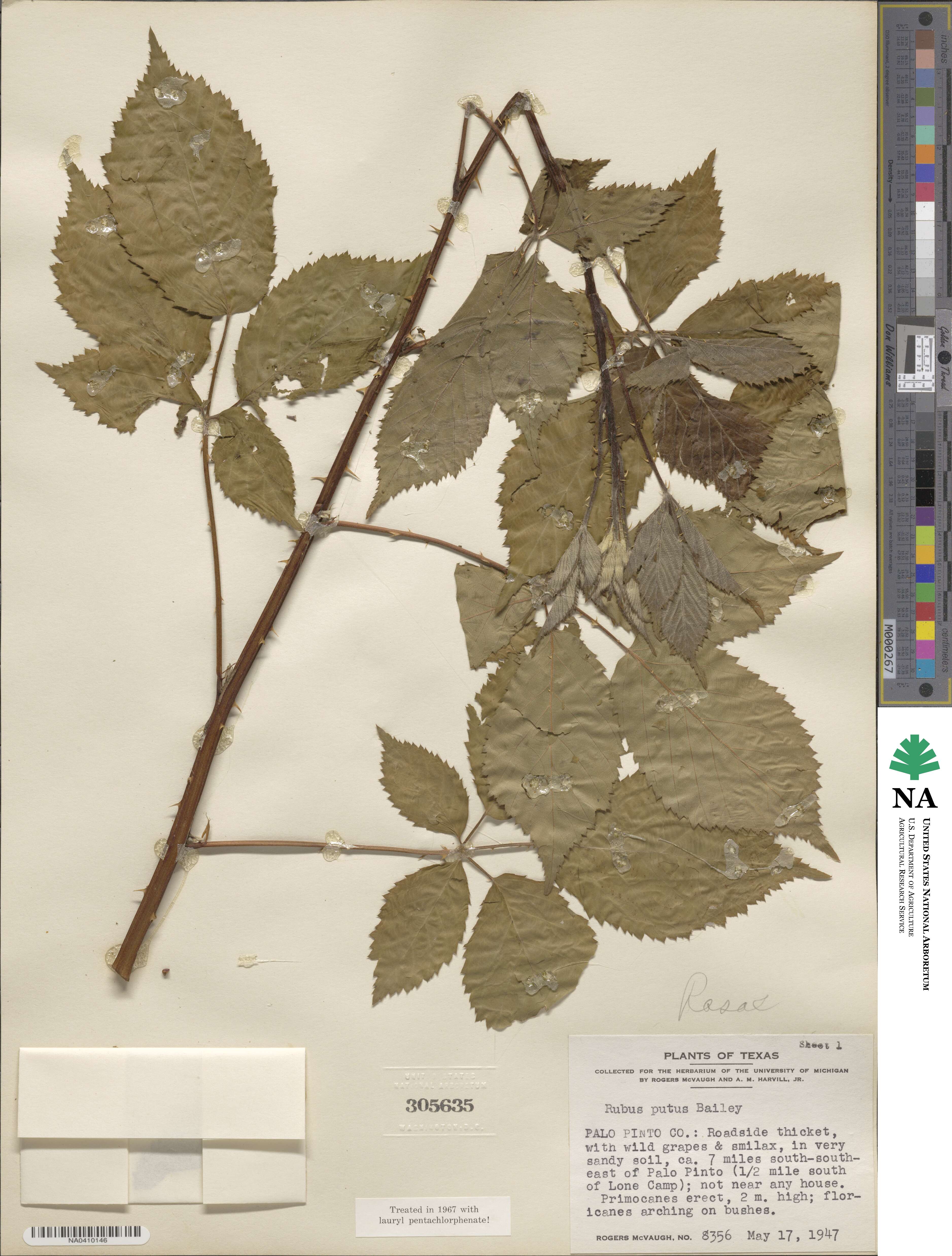 Rubus bushii image