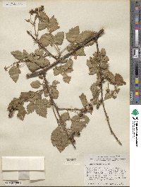 Rubus bushii image