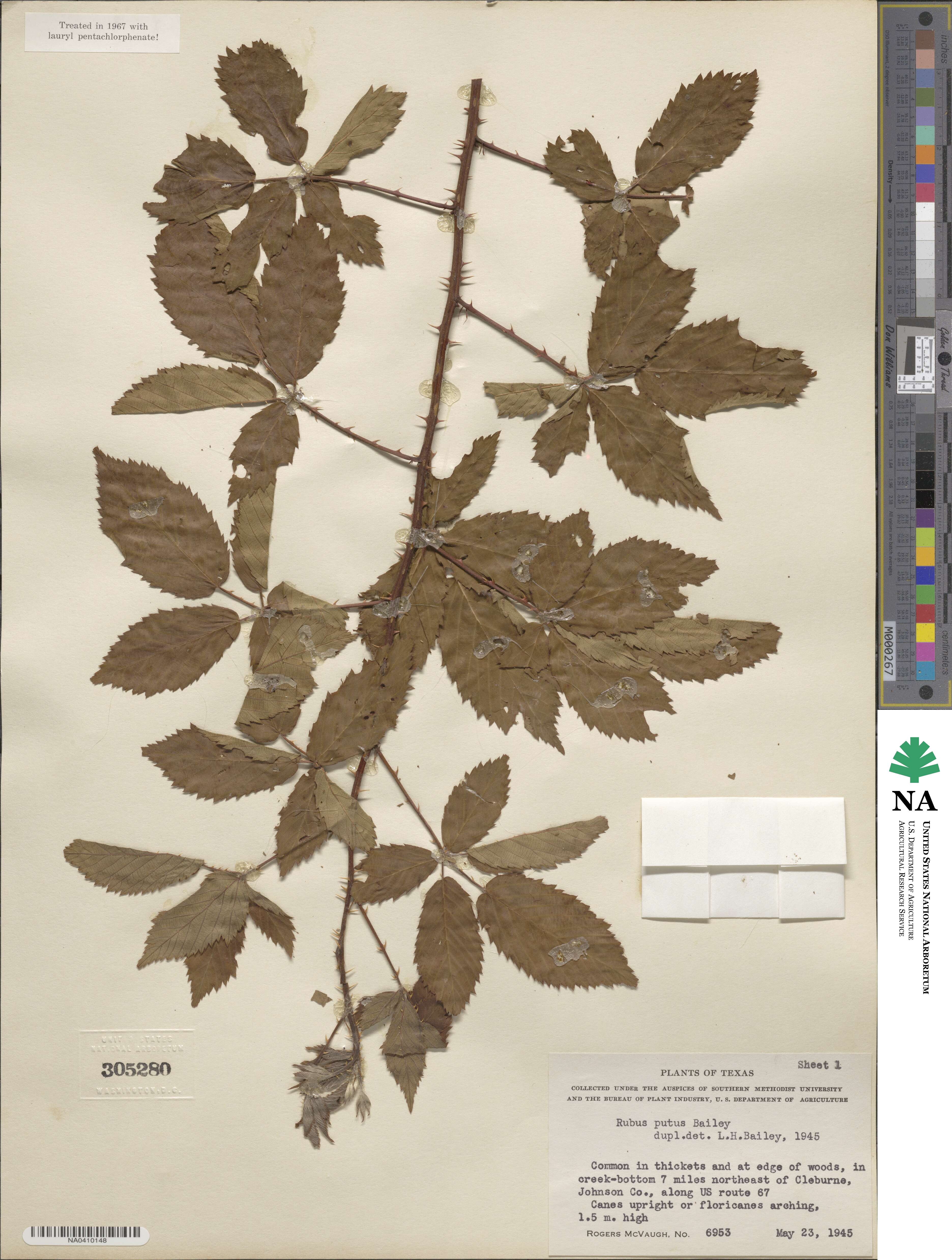 Rubus bushii image