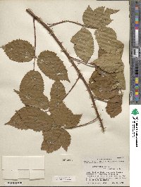 Rubus bushii image