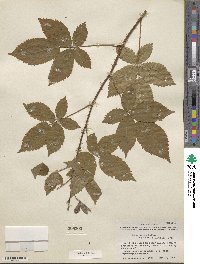 Rubus bushii image