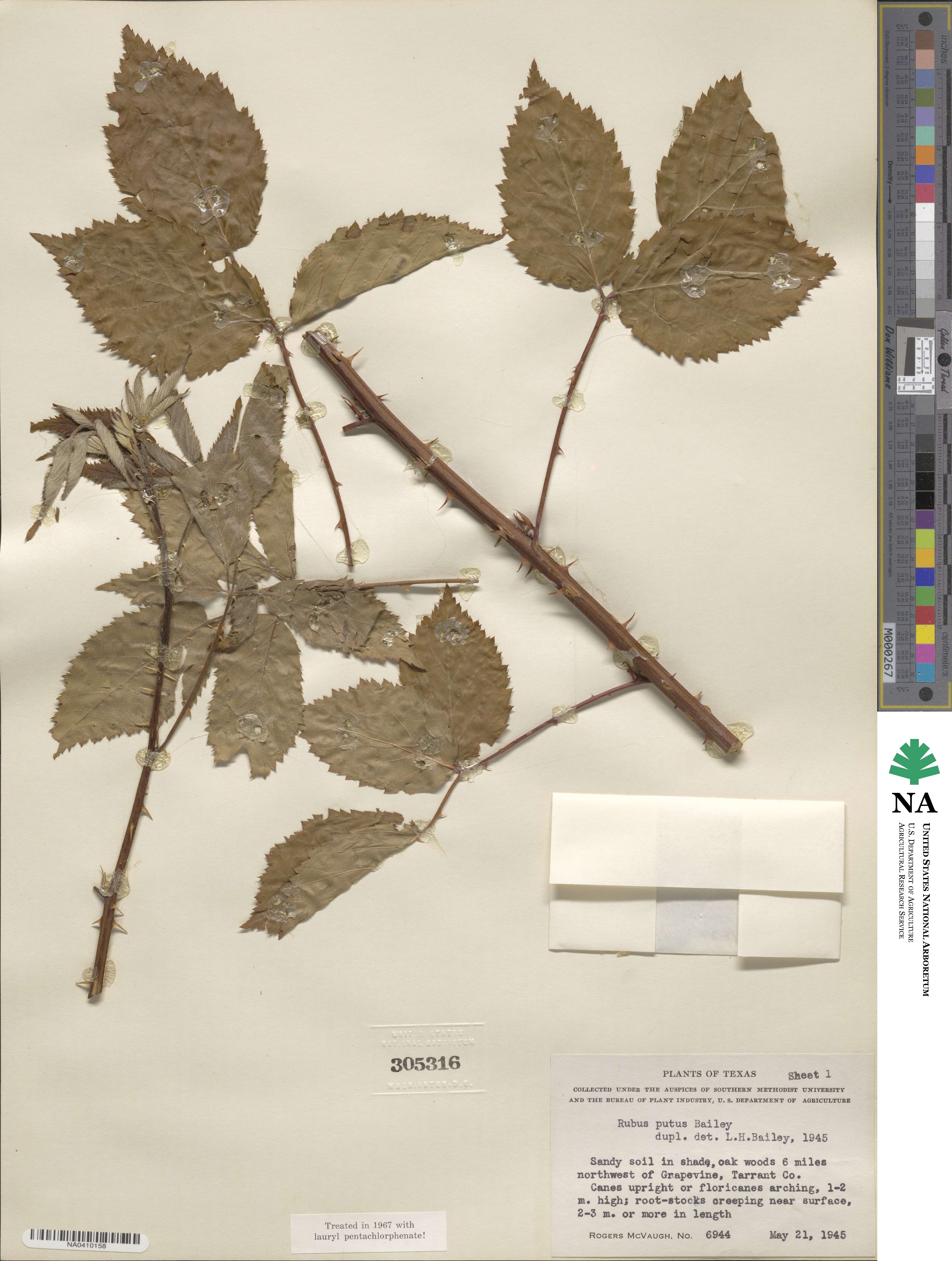 Rubus bushii image