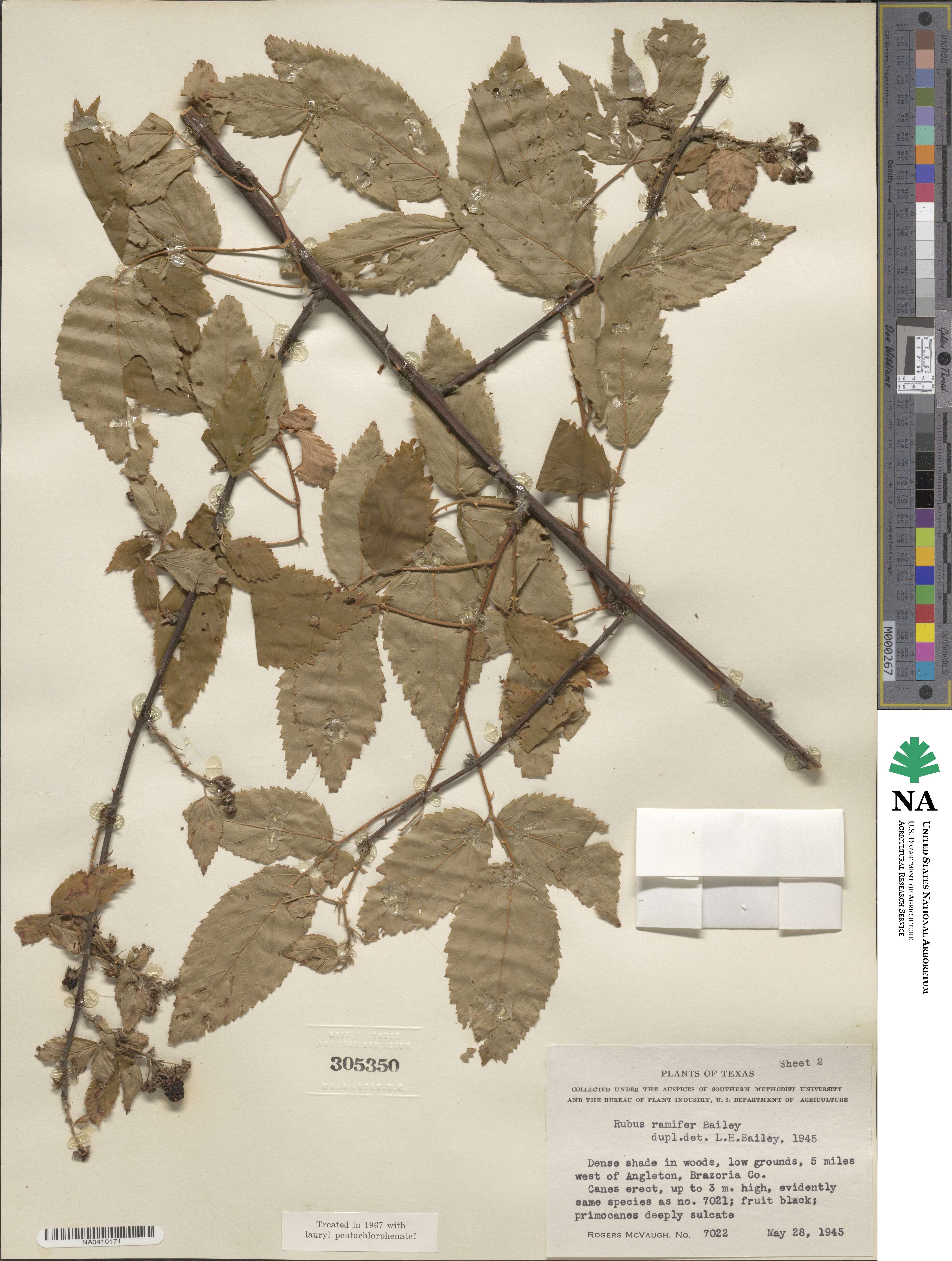 Rubus suus image