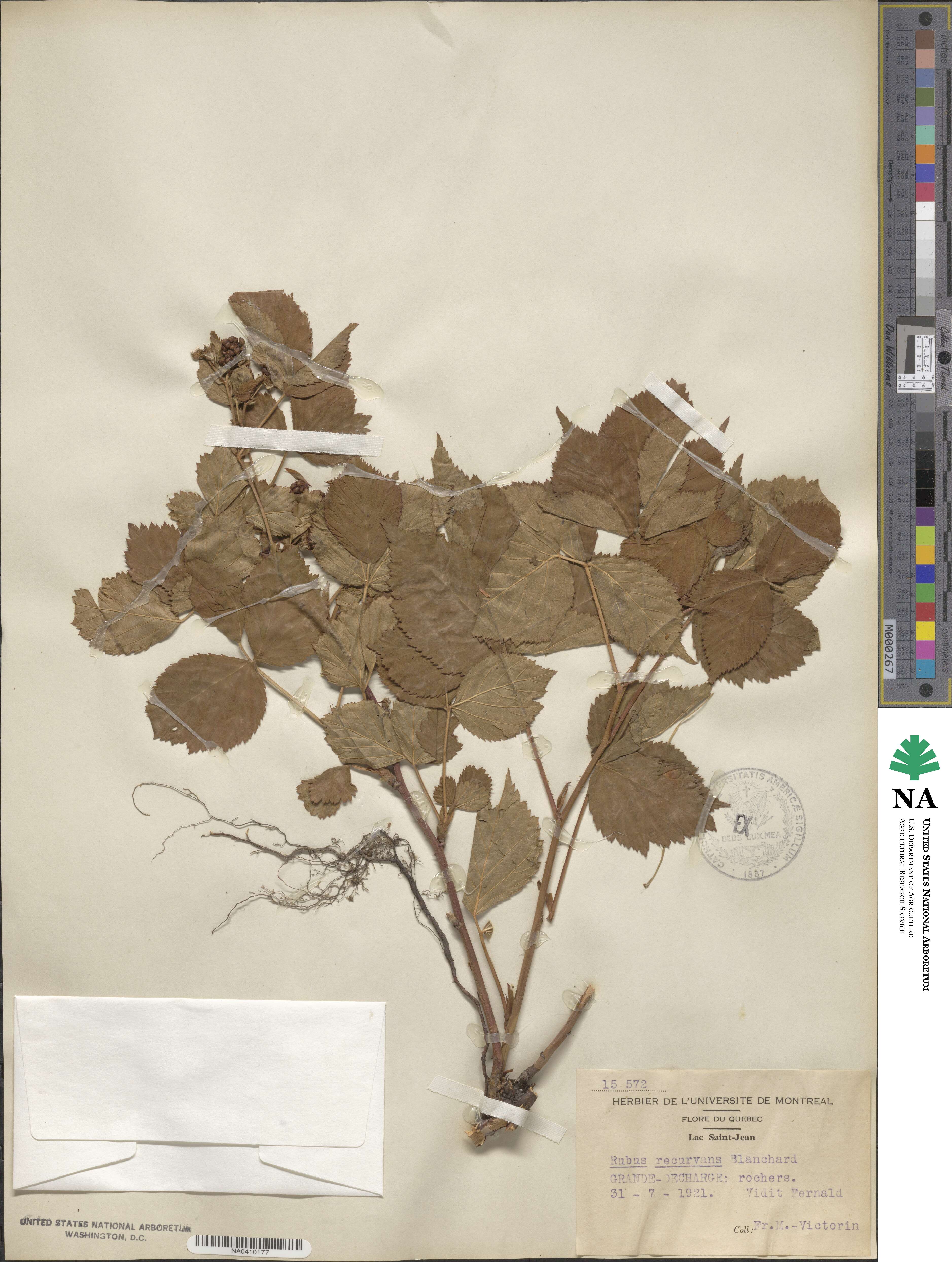 Rubus recurvans image