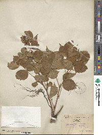 Rubus recurvans image