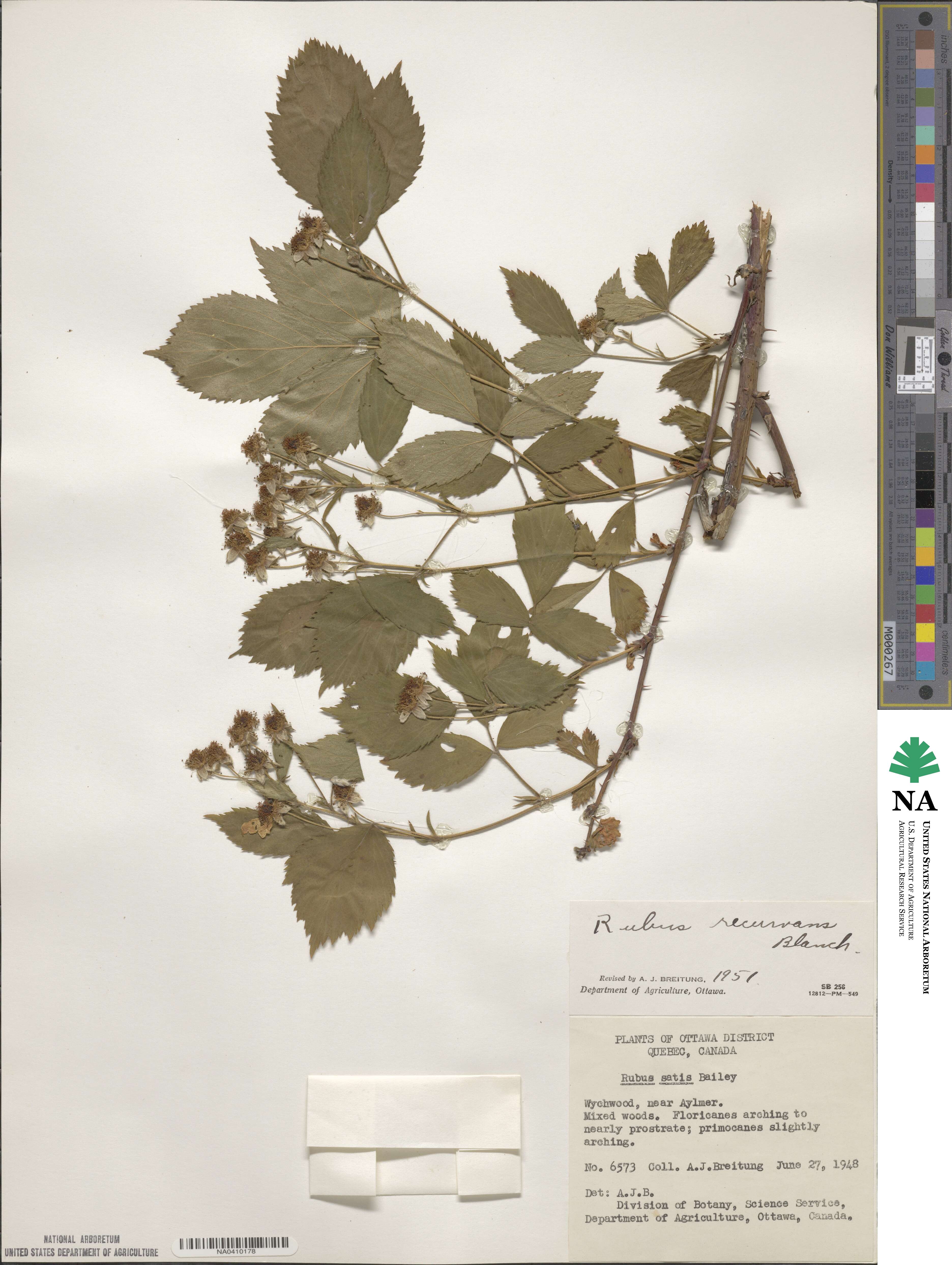 Rubus recurvans image