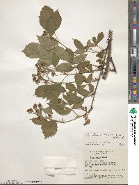 Rubus recurvans image